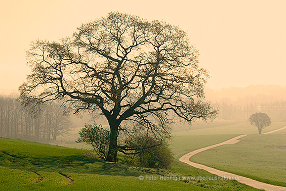 Foto von Peter Hennig PIXELWERKSTATT Solitärbaum auf den Kaiserfeldern bei Zittau im April